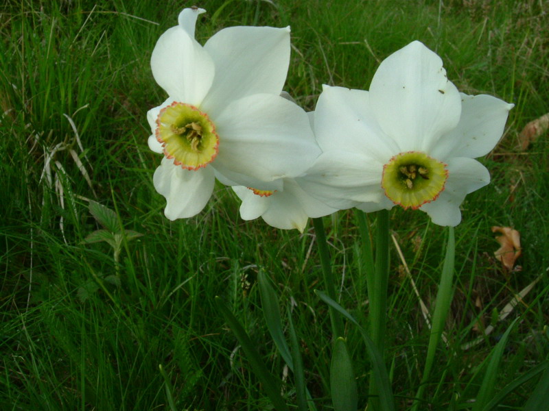 Narcissus poeticus / Narciso selvatico